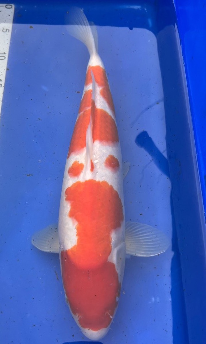 Koi picture