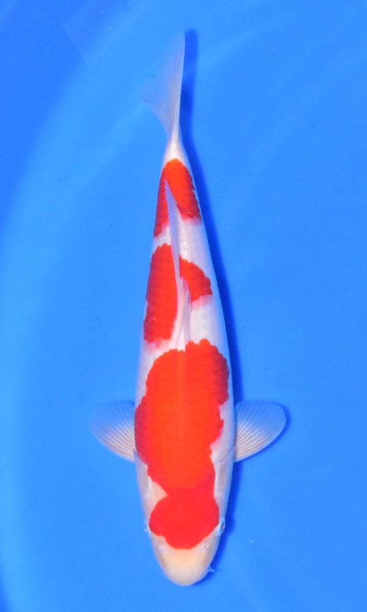 Koi picture