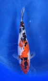 Koi