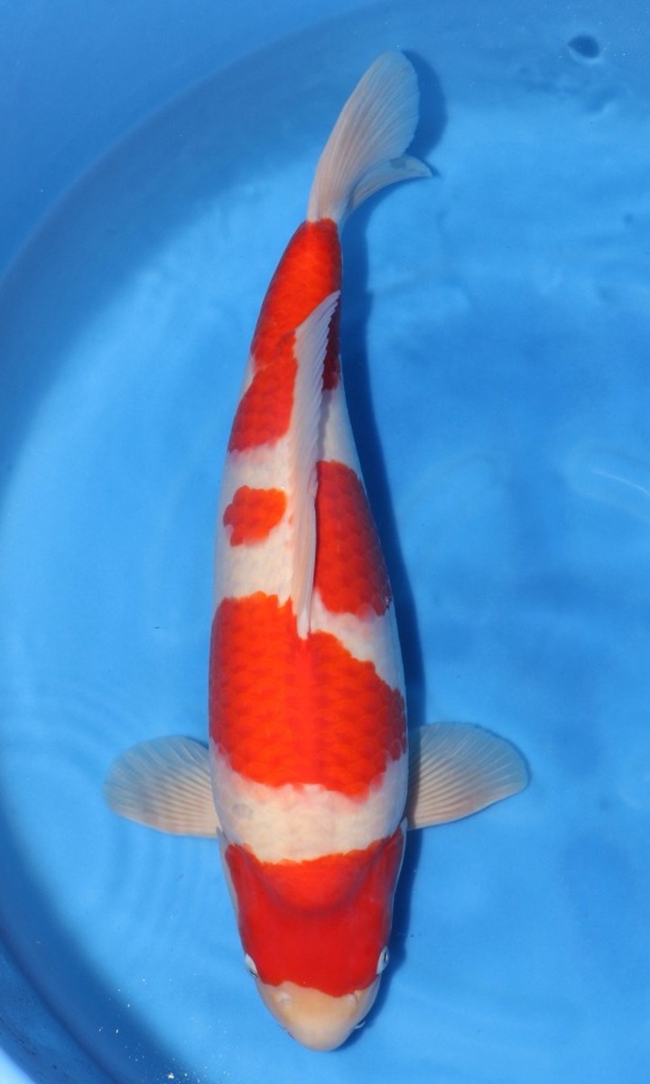 Koi picture