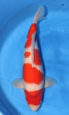 Koi