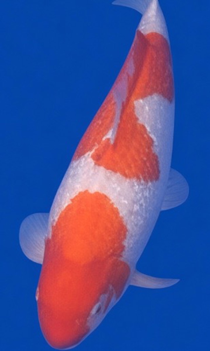 Koi picture