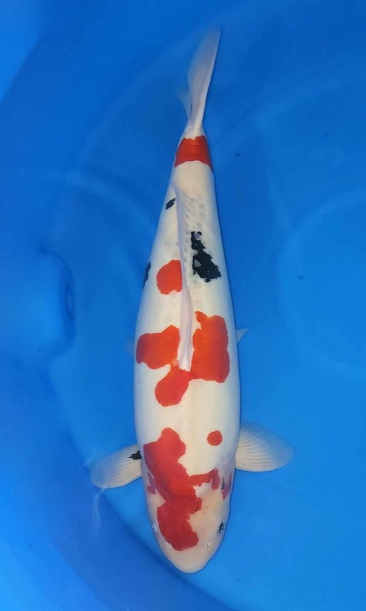 Koi picture
