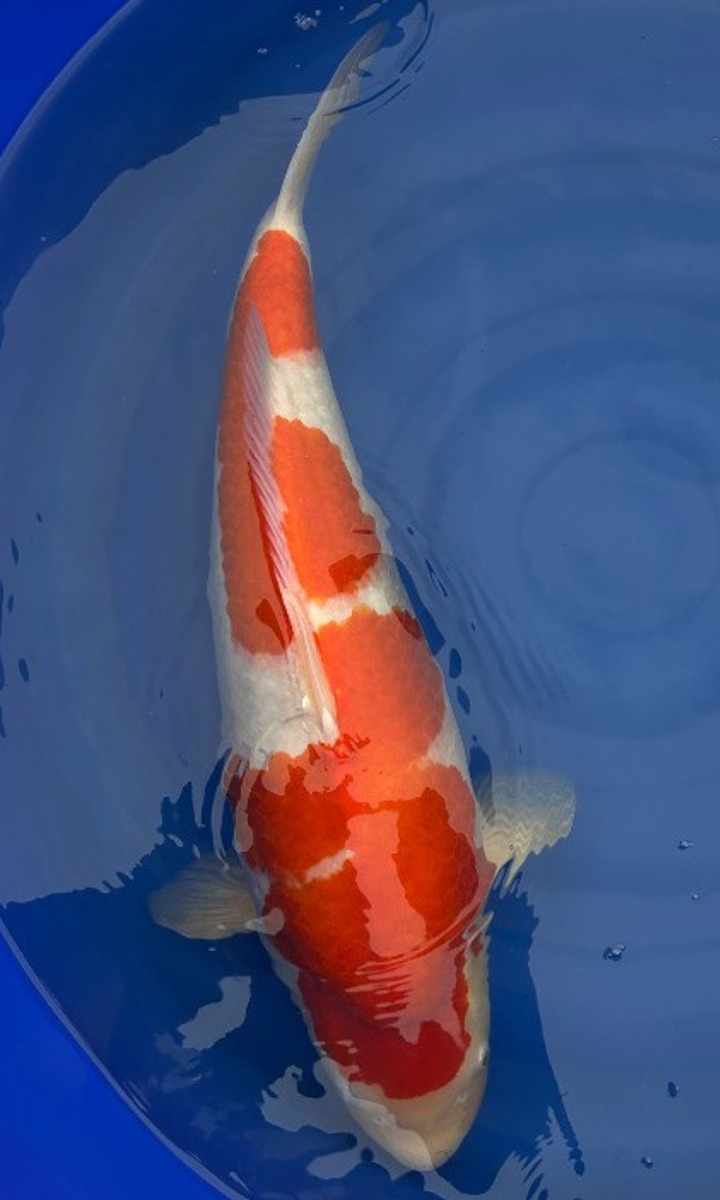 Koi picture