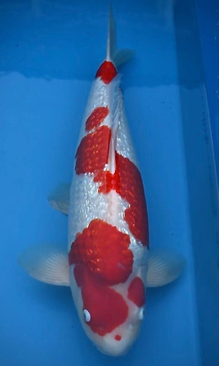 Koi picture