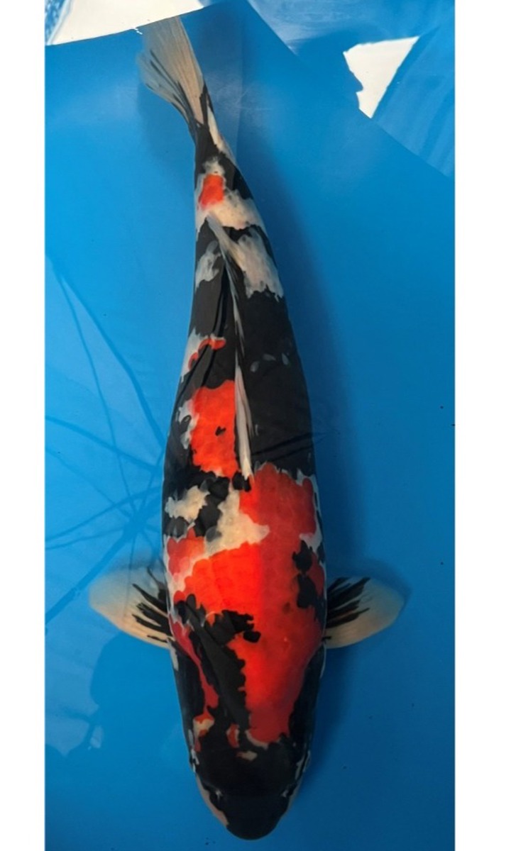 Koi picture