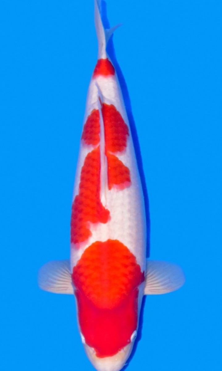 Koi picture