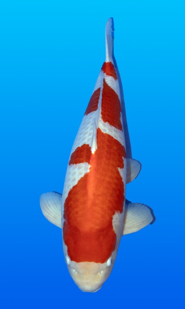 Koi picture
