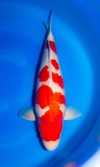 Koi