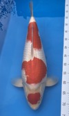 Koi