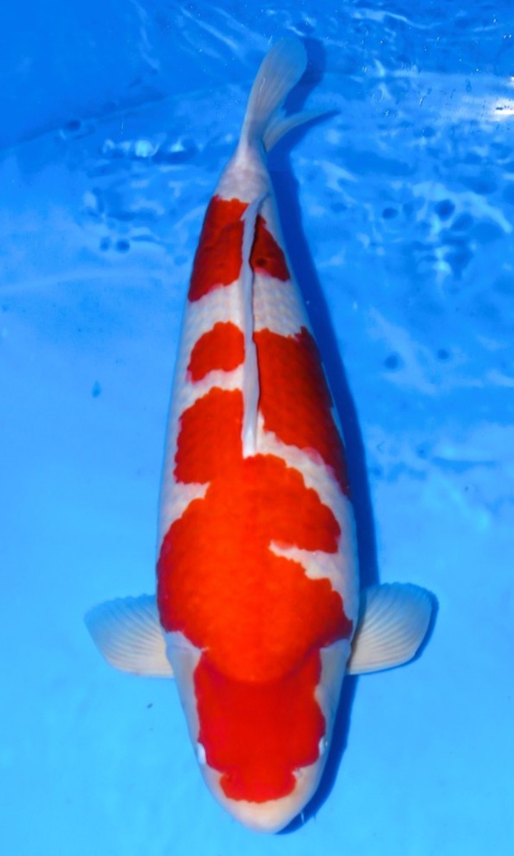 Koi picture