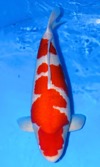 Koi