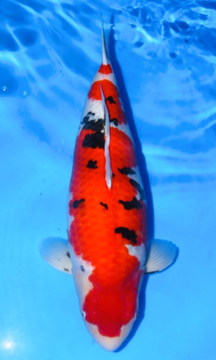 Koi picture