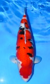 Koi