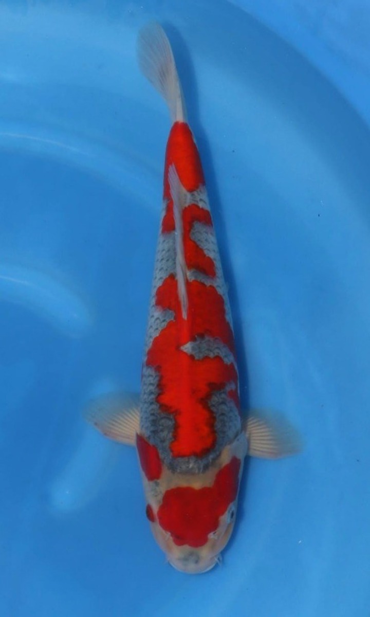 Koi picture
