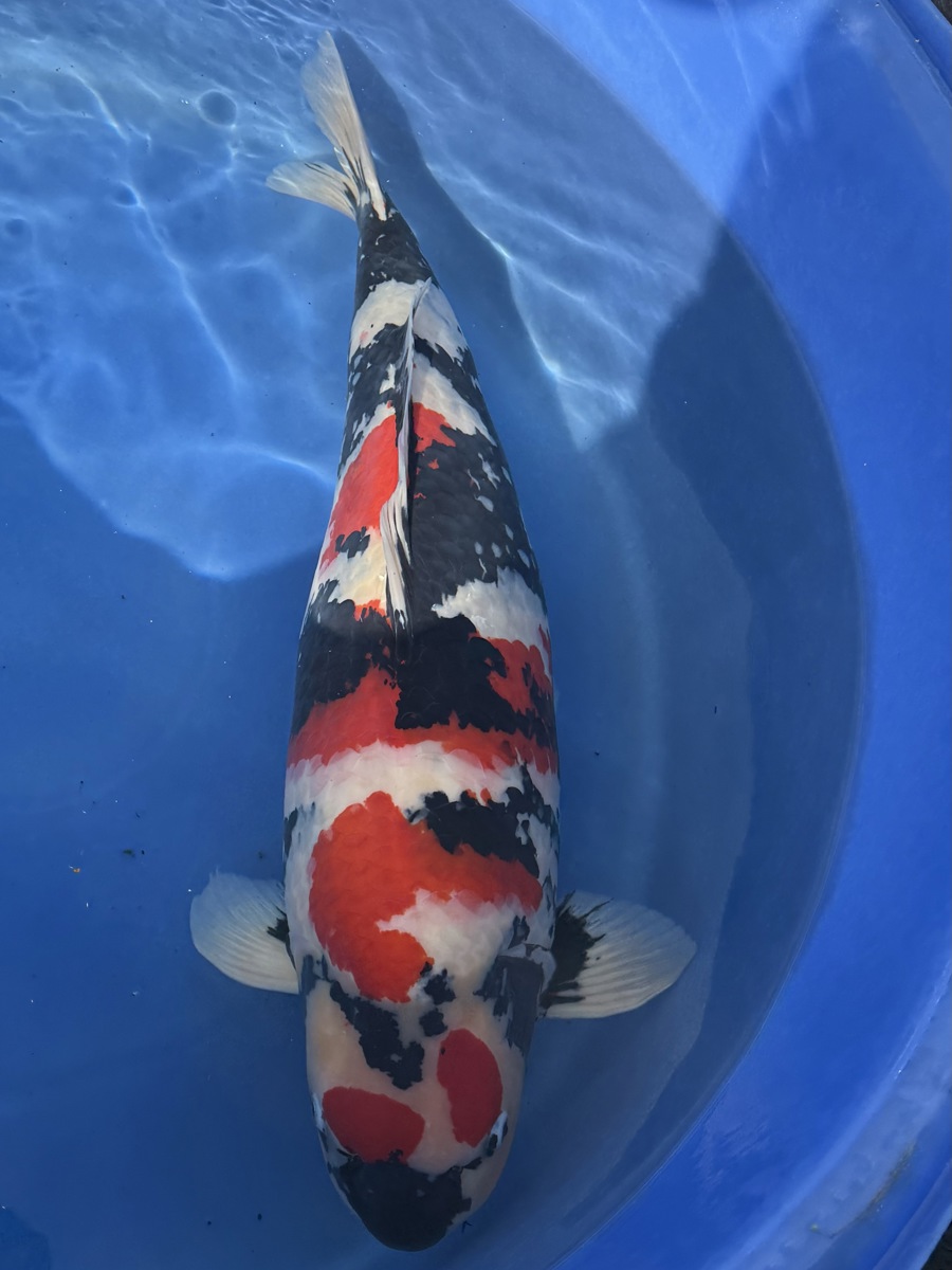 Koi picture