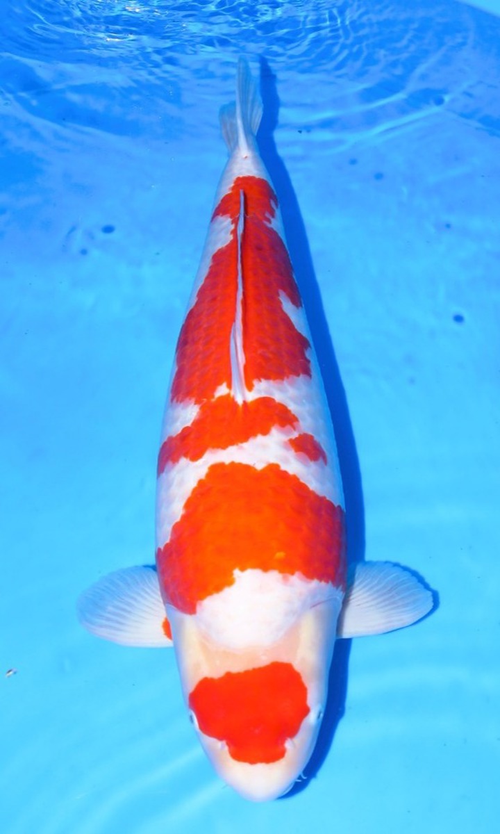 Koi picture