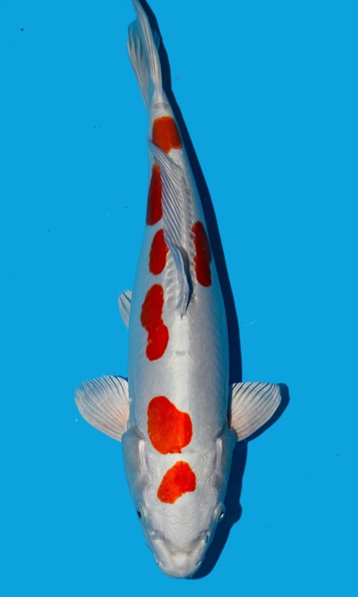 Koi picture