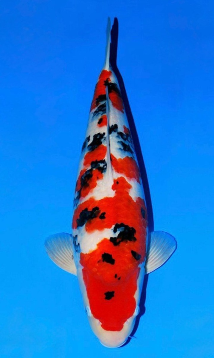 Koi picture