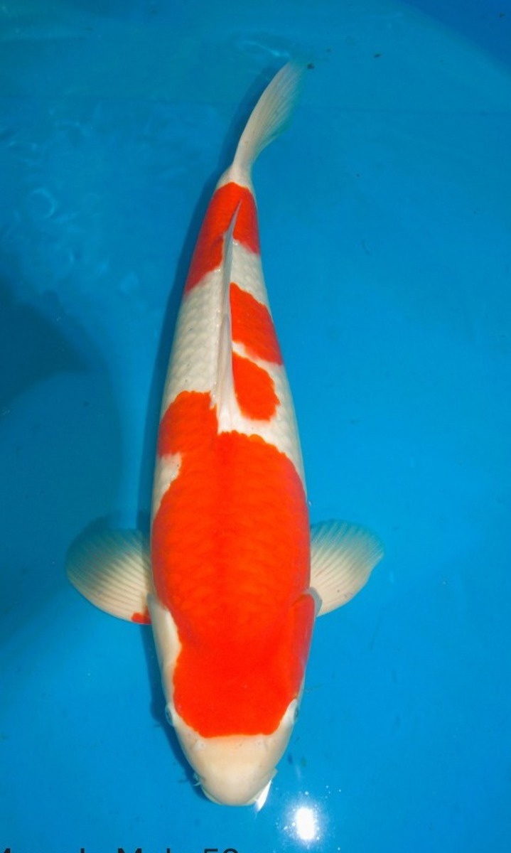 Koi picture