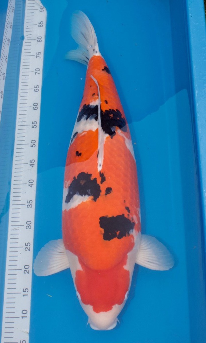 Koi picture