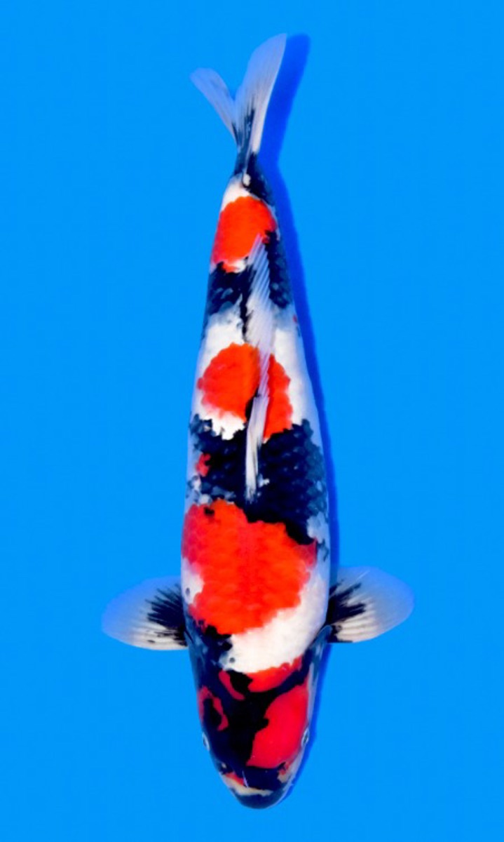 Koi picture
