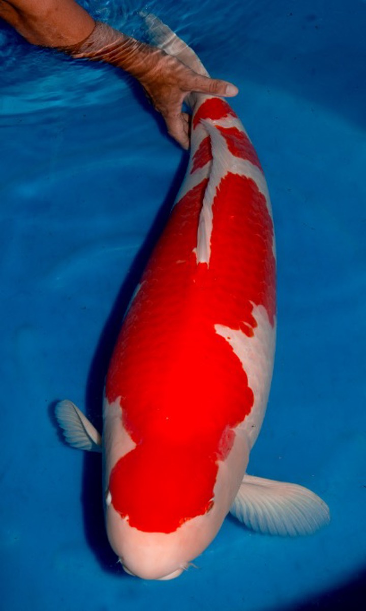 Koi picture