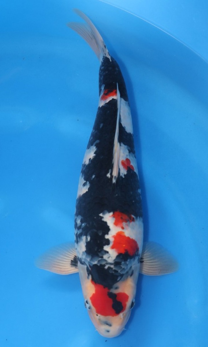 Koi picture