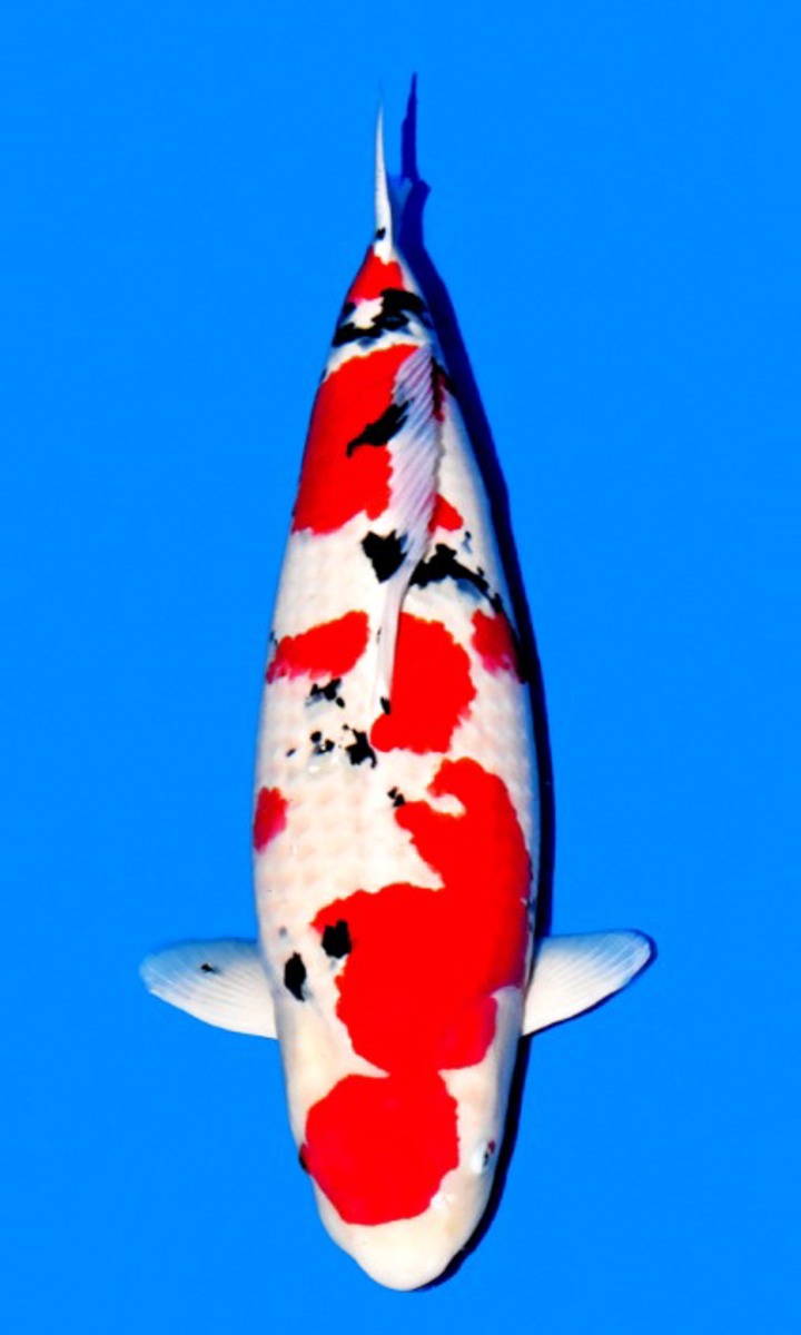 Koi picture