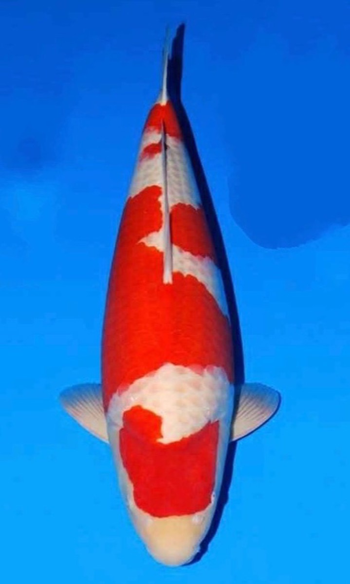 Koi picture