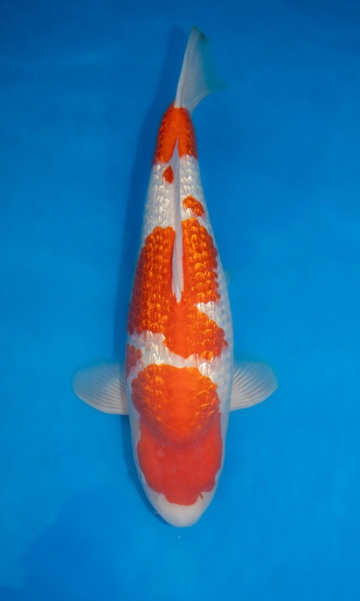 Koi picture