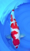 Koi