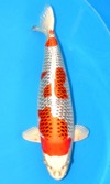 Koi