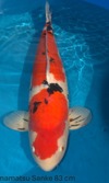 Koi
