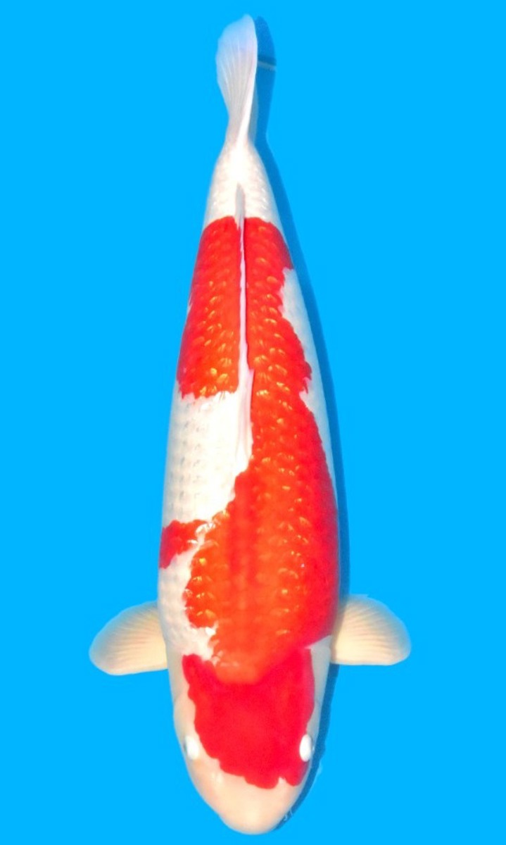 Koi picture