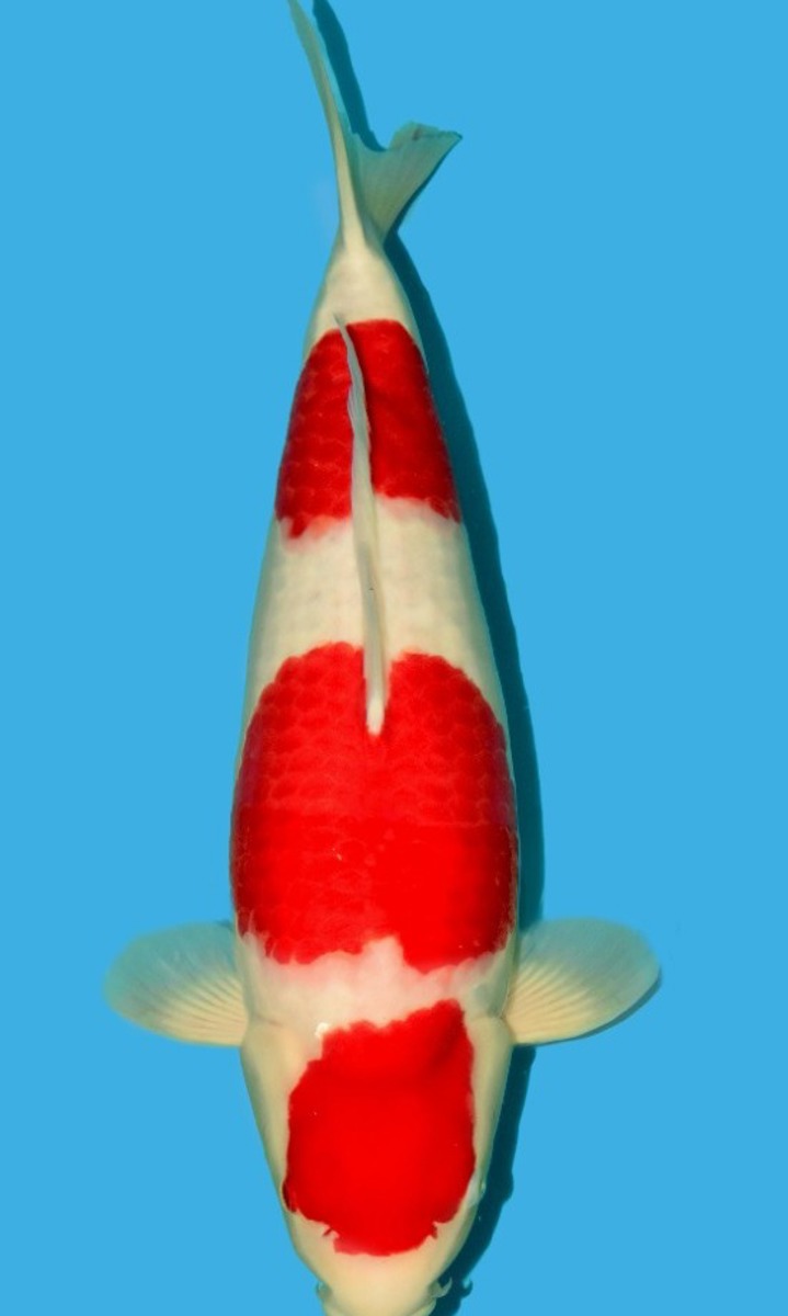 Koi picture