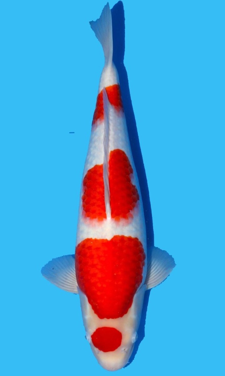 Koi picture