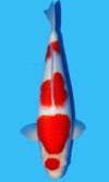 Koi