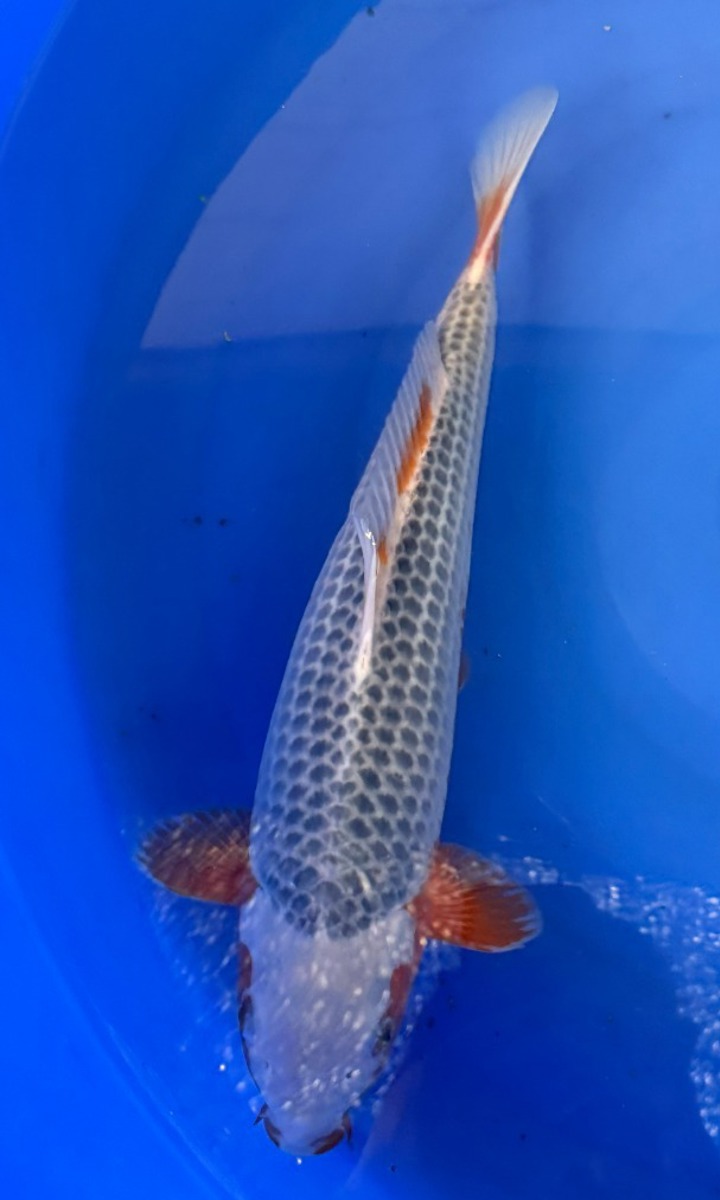 Koi picture