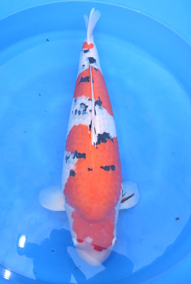 Koi picture