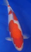 Koi