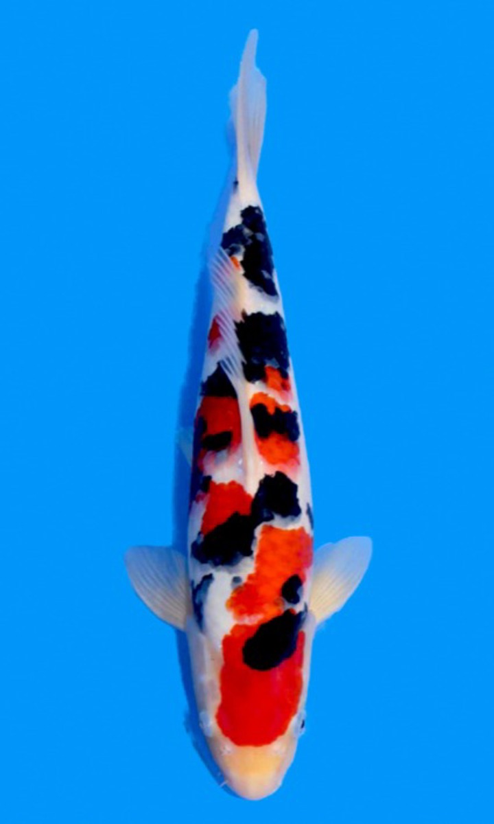 Koi picture