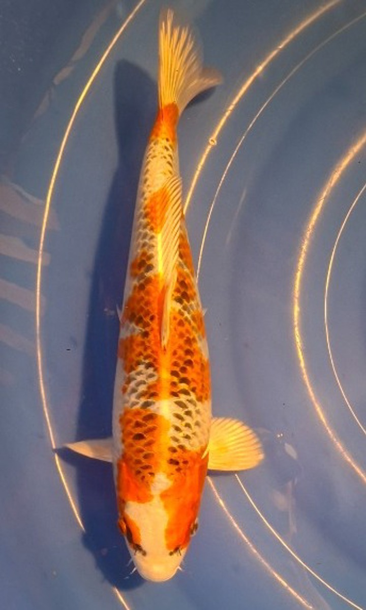 Koi picture