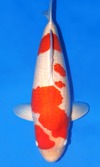Koi