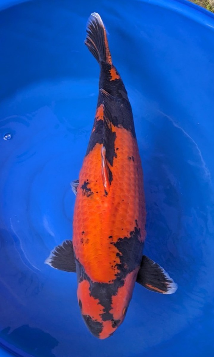 Koi picture