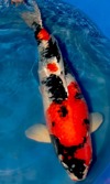 Koi
