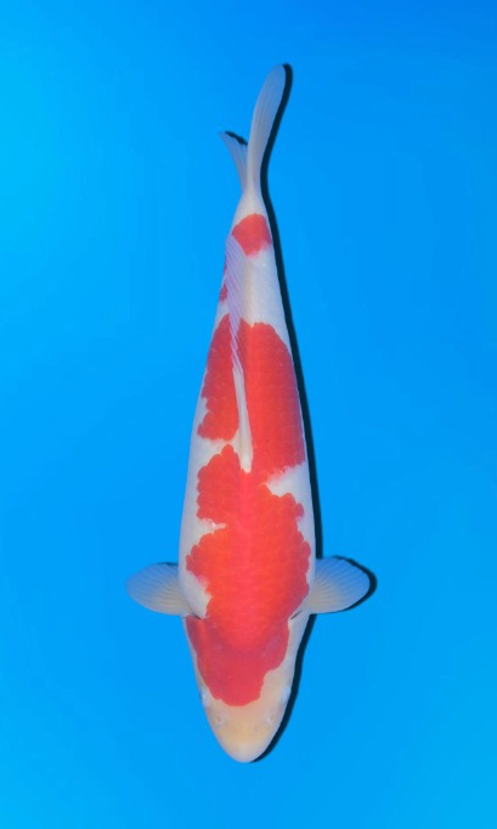 Koi picture