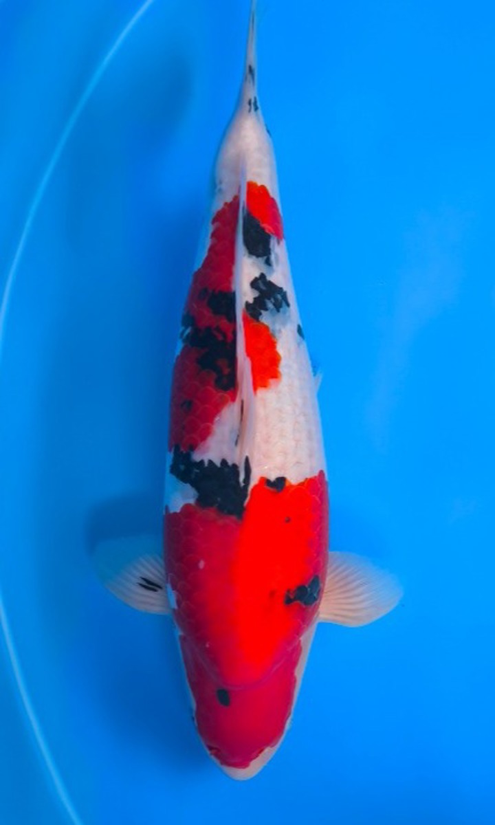 Koi picture