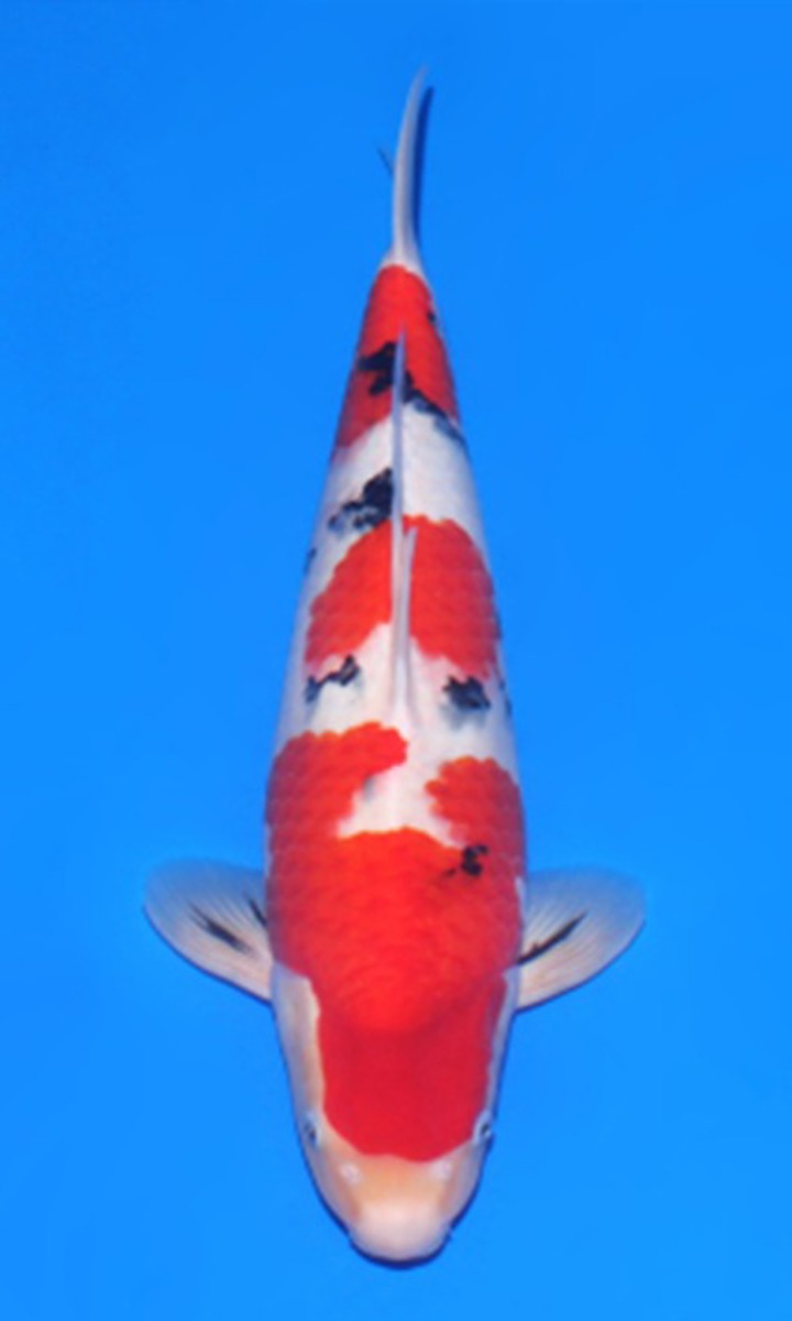 Koi picture
