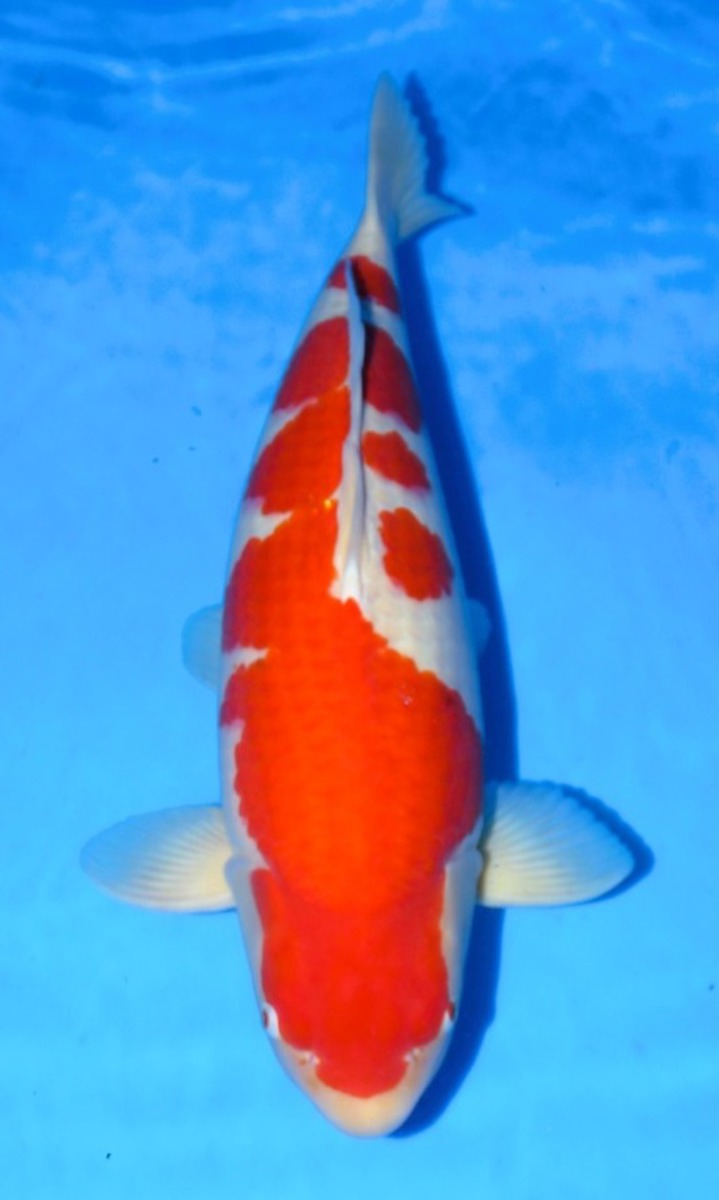 Koi picture